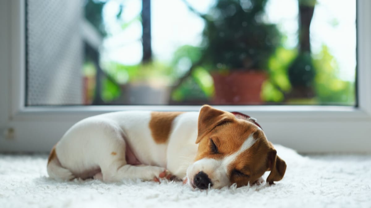 How long do puppies sleep for?