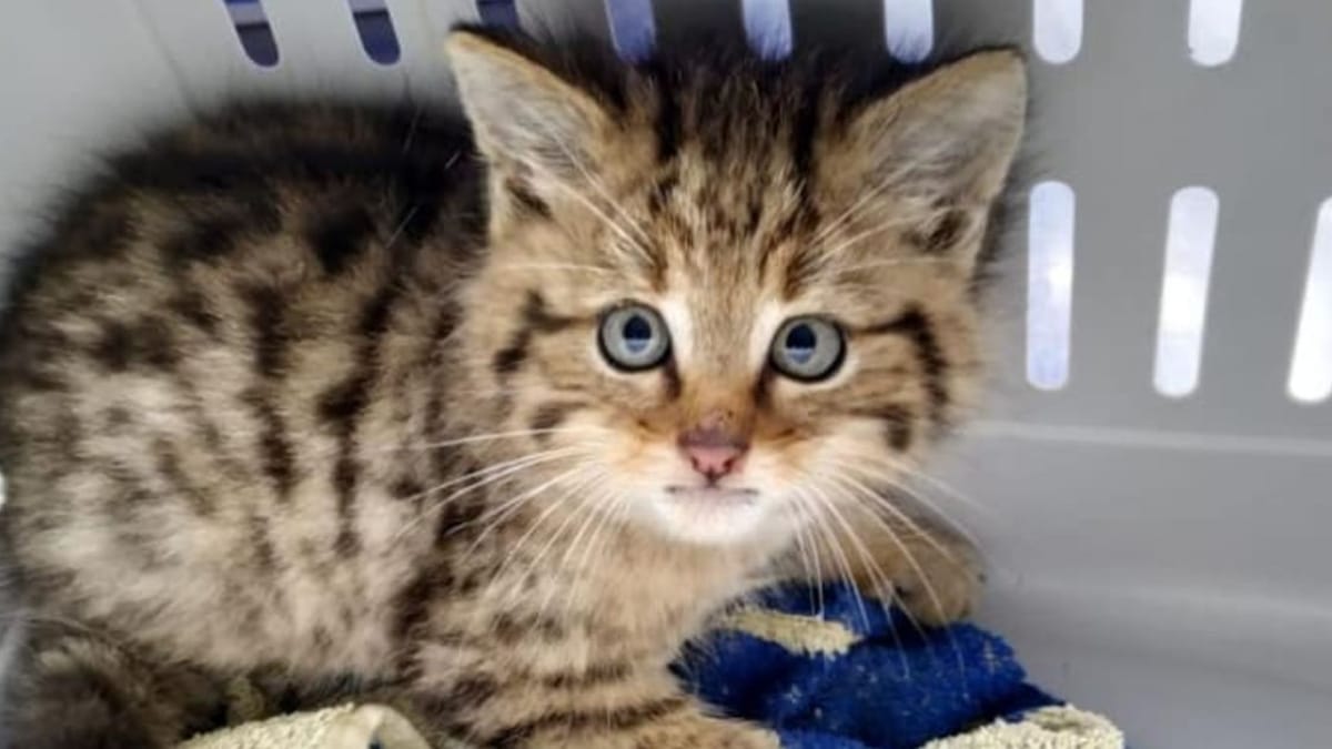 Adottano due gatti trovati per strada, poi la verità della polizia