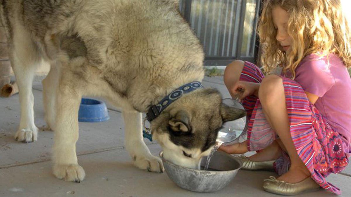 Cane in salute muore a 5 anni: l'avvertimento per tutti i proprietari