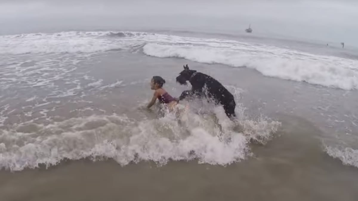 Video. Schnauzer gigante salta addosso alla padroncina: le immagini sono impressionanti