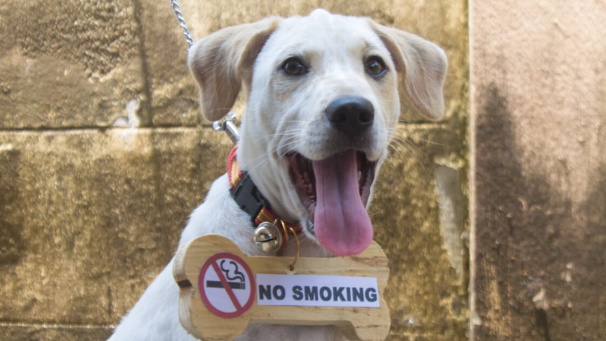 Fumatori attenzione: ecco cosa può succedere a cani e gatti