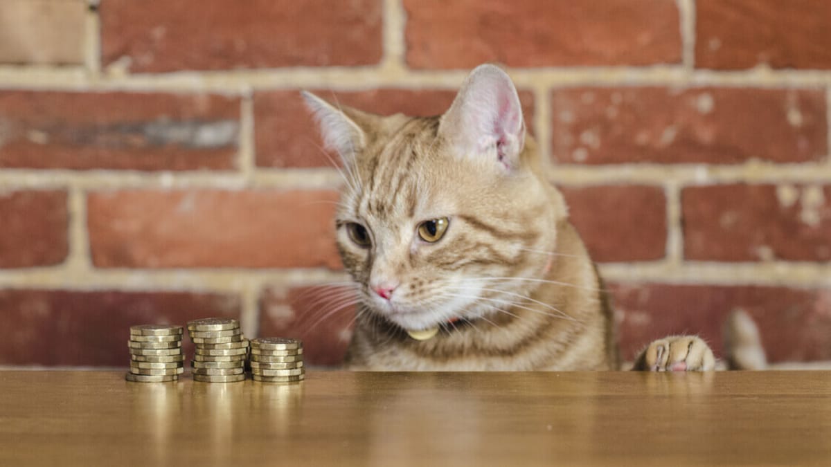 Katzensteuer in Deutschland Kommt sie oder