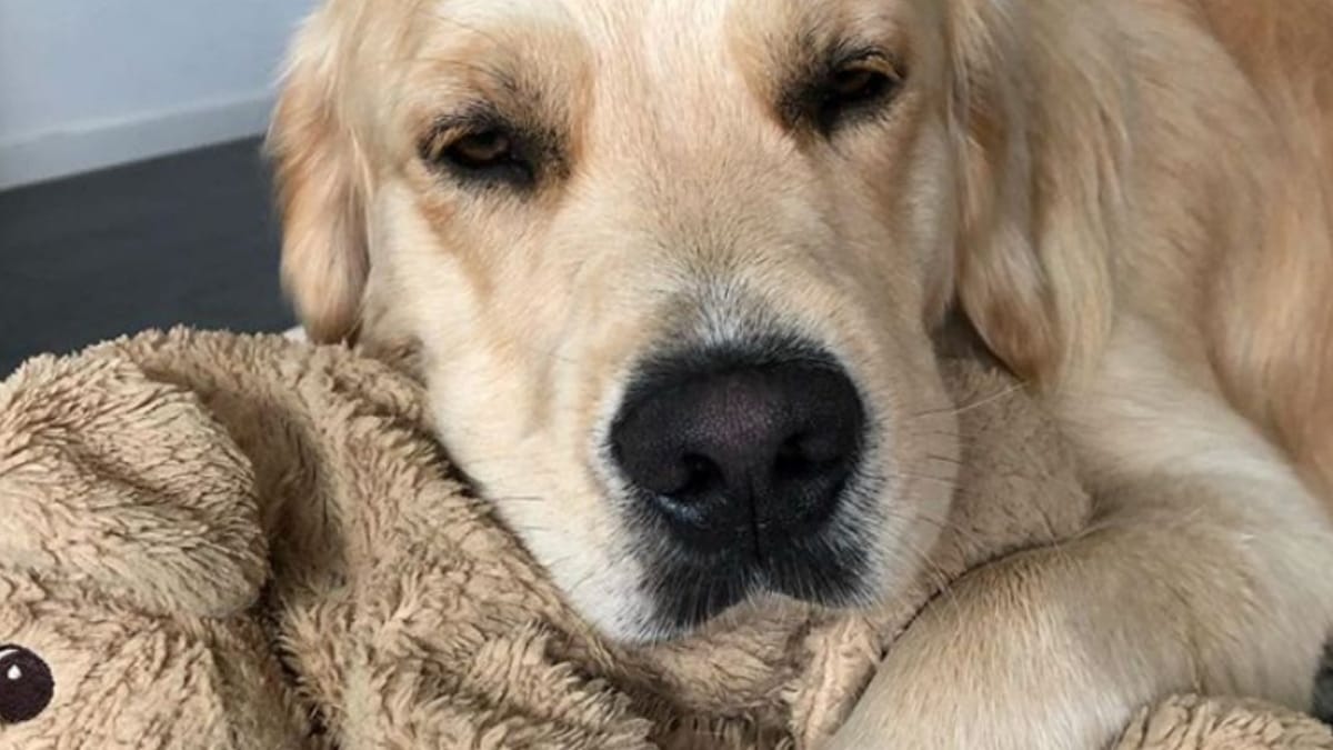 Video. Golden Retriever alle prese con un peluche: ciò che decide di fare lascia di stucco i suoi umani