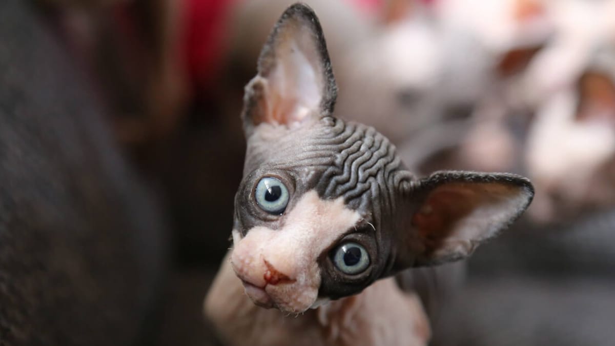 Mopsy, buldgogi, sfinksy czy Holandia zakaże hodowli tych ras?