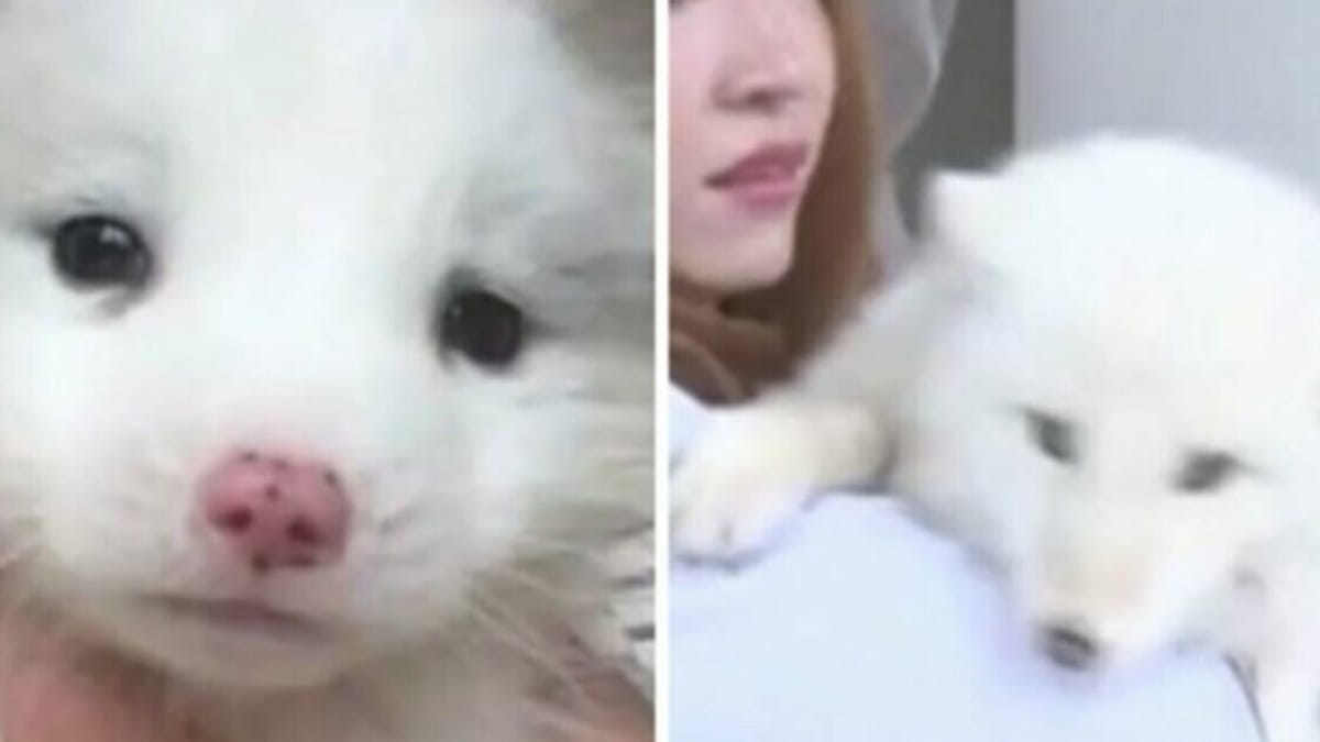 Il suo cane non abbaia, lo porta dal veterinario e scopre la verità