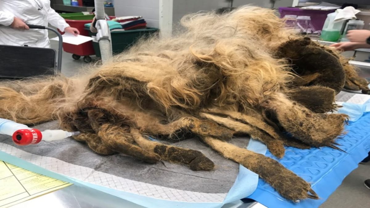 I veterinari ricevono un “mostro”: poche ore dopo, non possono credere ai loro occhi!