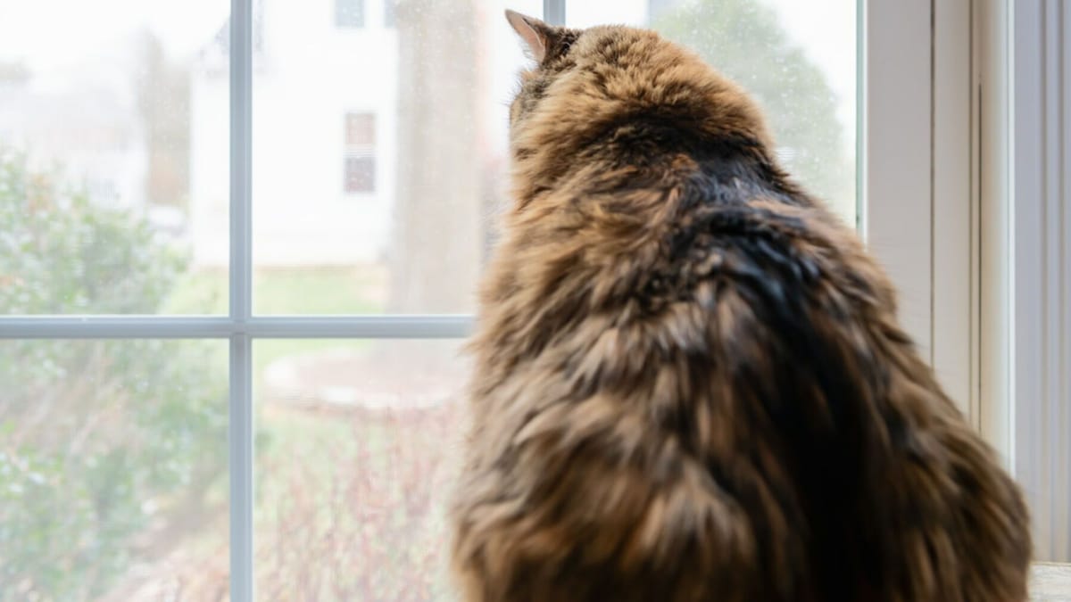 Video. Quando questo Maine Coon ti guarda sembra un umano!