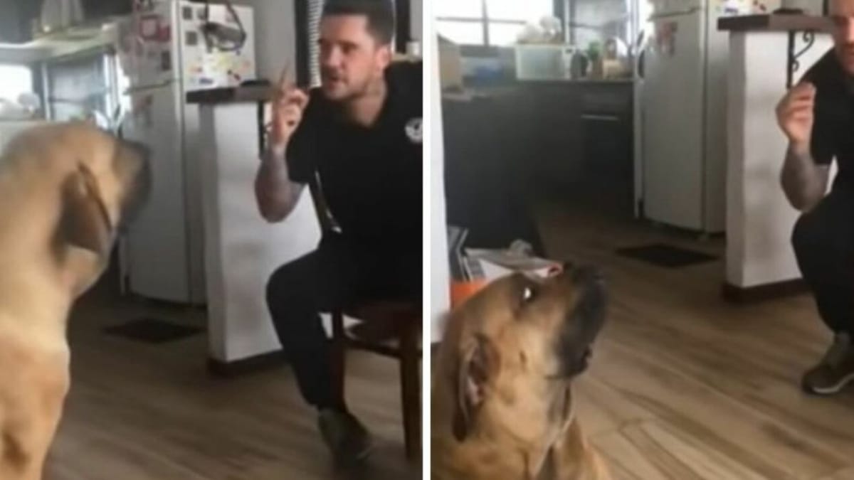 Video. Fila Brasileiro di 80 chili viene rimproverato: la sua reazione è inaspettata