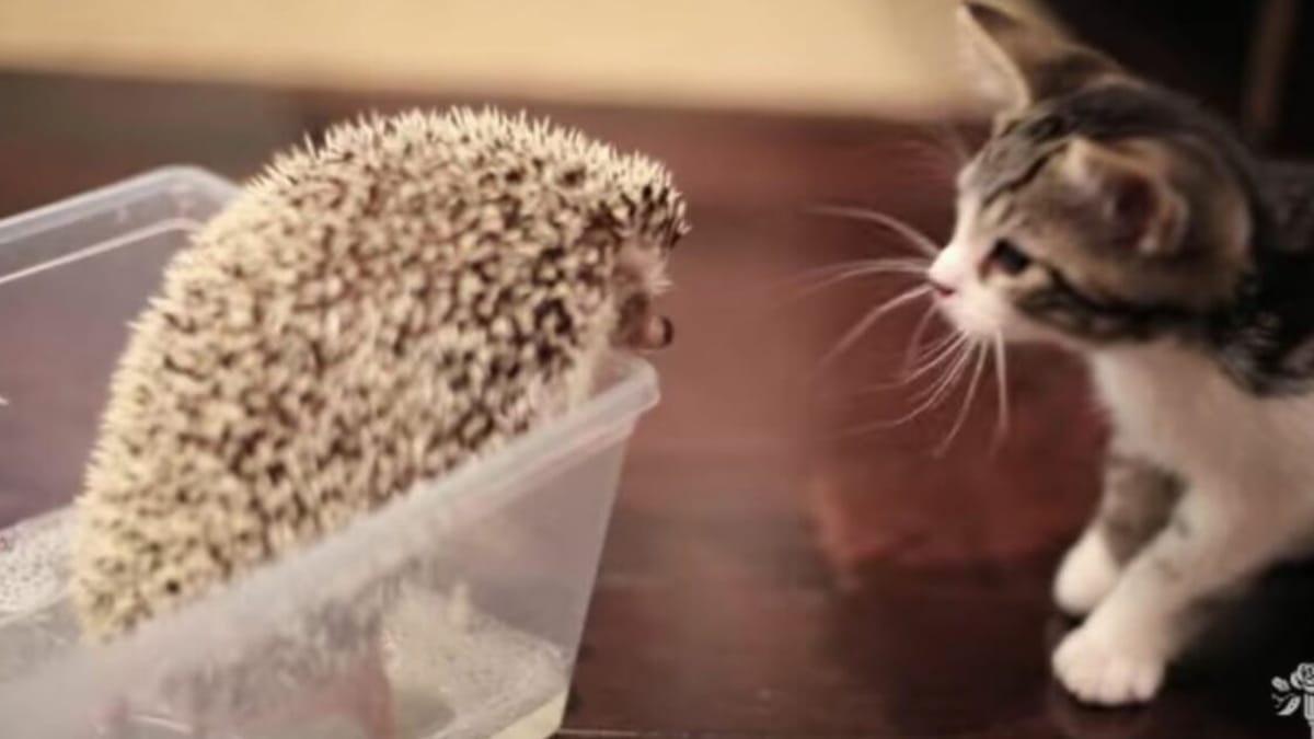 Video. Il dolce incontro tra un gattino e un riccio intenerisce migliaia di persone