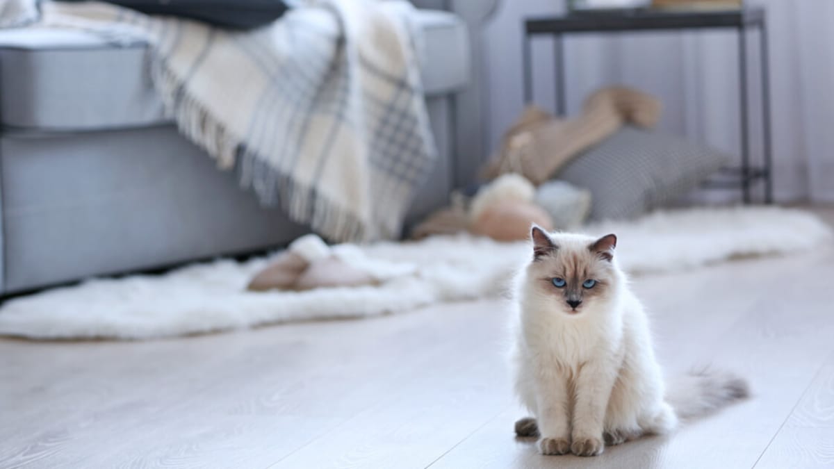 How long can a cat be left alone?