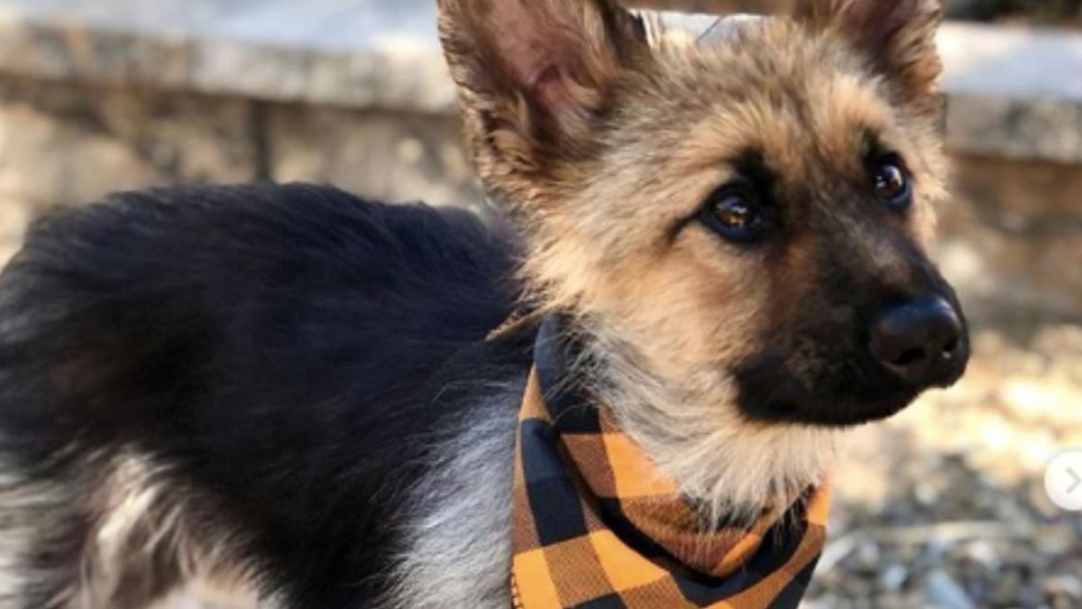 Compie 5 anni ma sembra un cucciolo: ecco la verità che si nasconde dietro al suo musetto