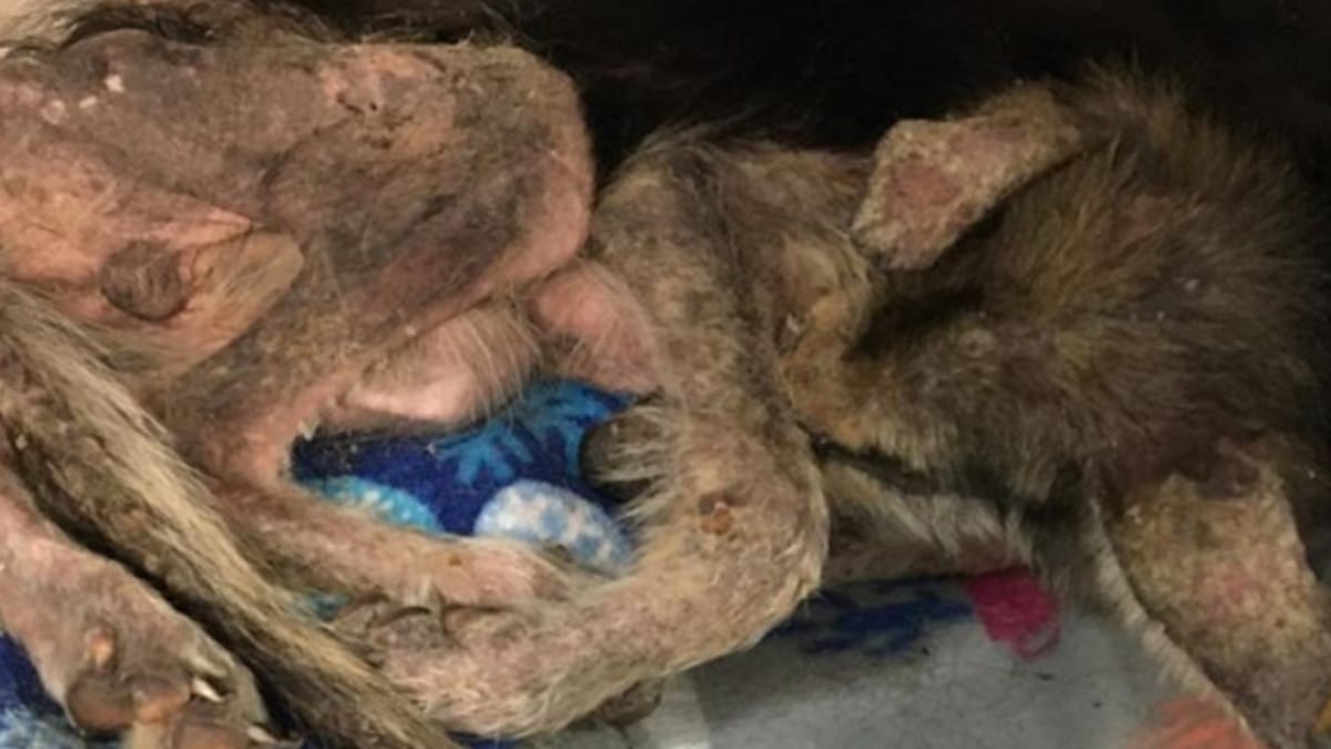 Video. Donna trova una creatura in pessimo stato: un anno dopo è di una bellezza unica