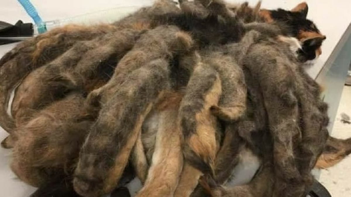 Una strana creatura viene trovata in casa: i veterinari si mettono faticosamente al lavoro