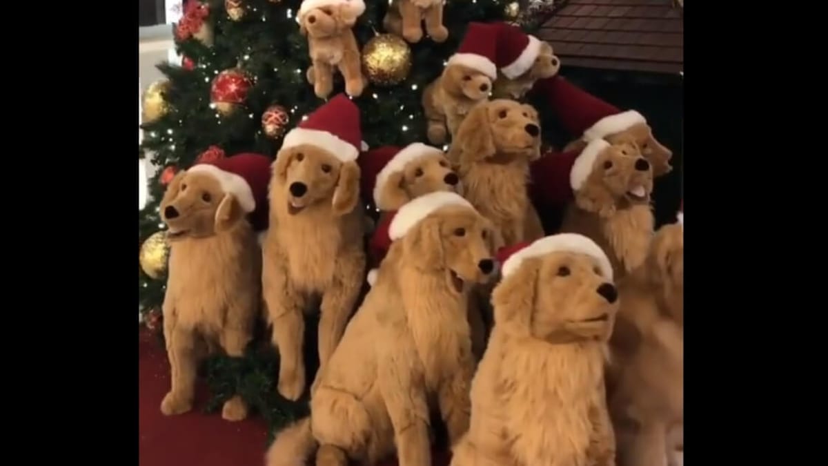 Video. Golden Retriever nascosto tra i peluche: riesci a trovarlo?