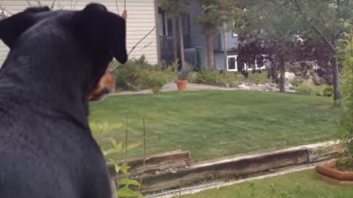 Video. Il cane ringhia all'intruso in giardino: la proprietaria è sbalordita quando vede chi è
