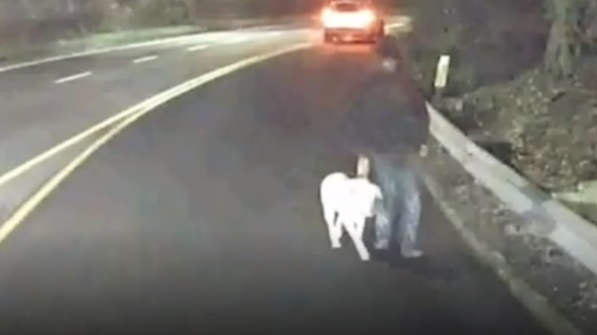 Video. Un autista vede un uomo in pigiama con un Labrador: subito, ha una brutta sensazione