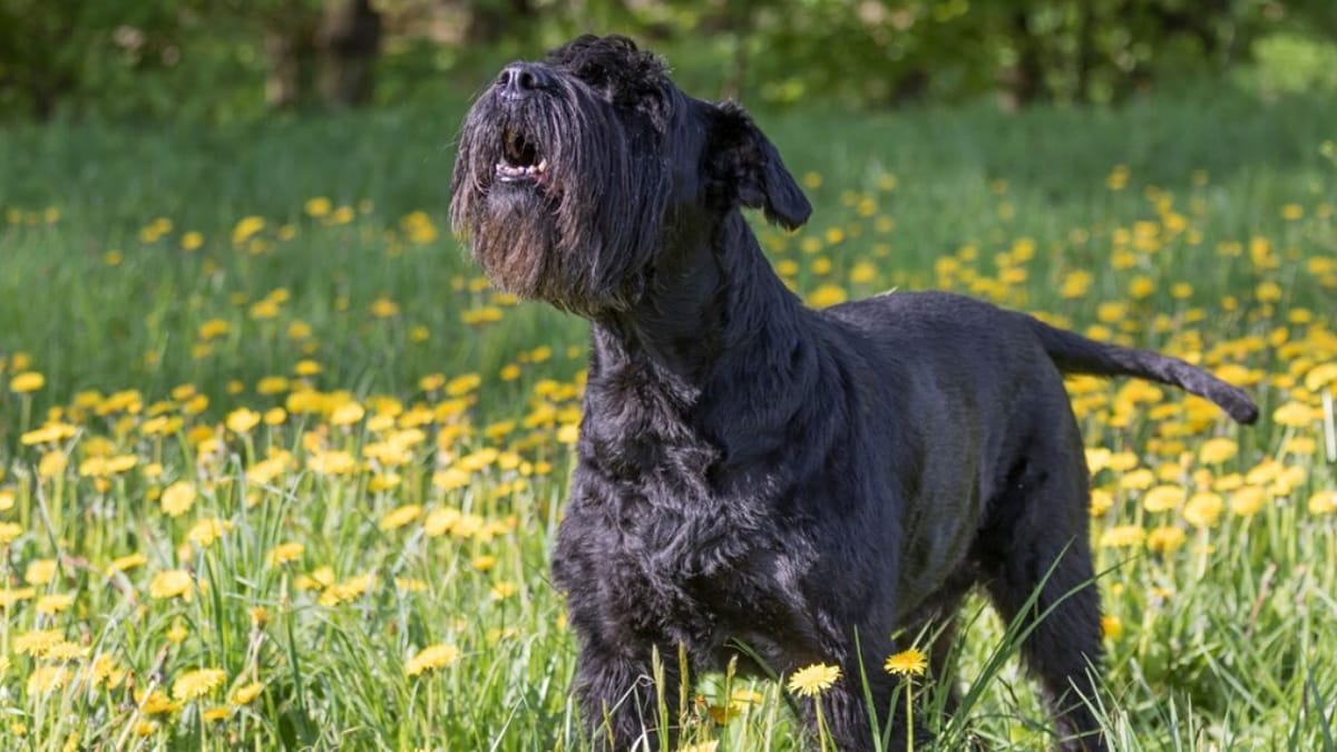 I cani ululano all'ambulanza: ma perché? | Wamiz