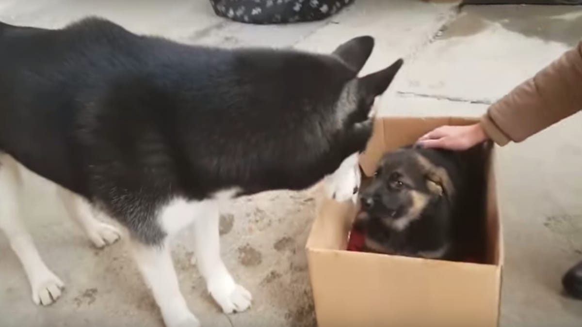 L'incredibile reazione di un Husky quando incontra il nuovo arrivato!