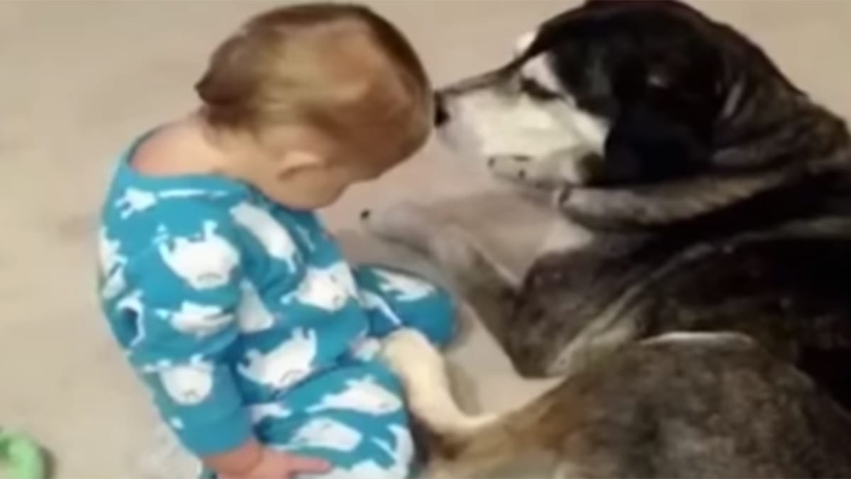Video. Un bimbo si addormenta: la reazione del vecchio Husky lascia senza parole