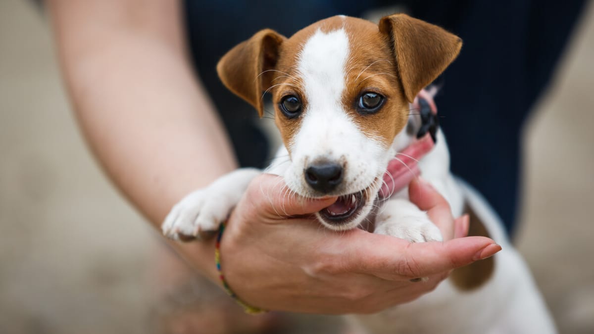 Welpe beißt So hört er auf und lernt die Beißhemmung