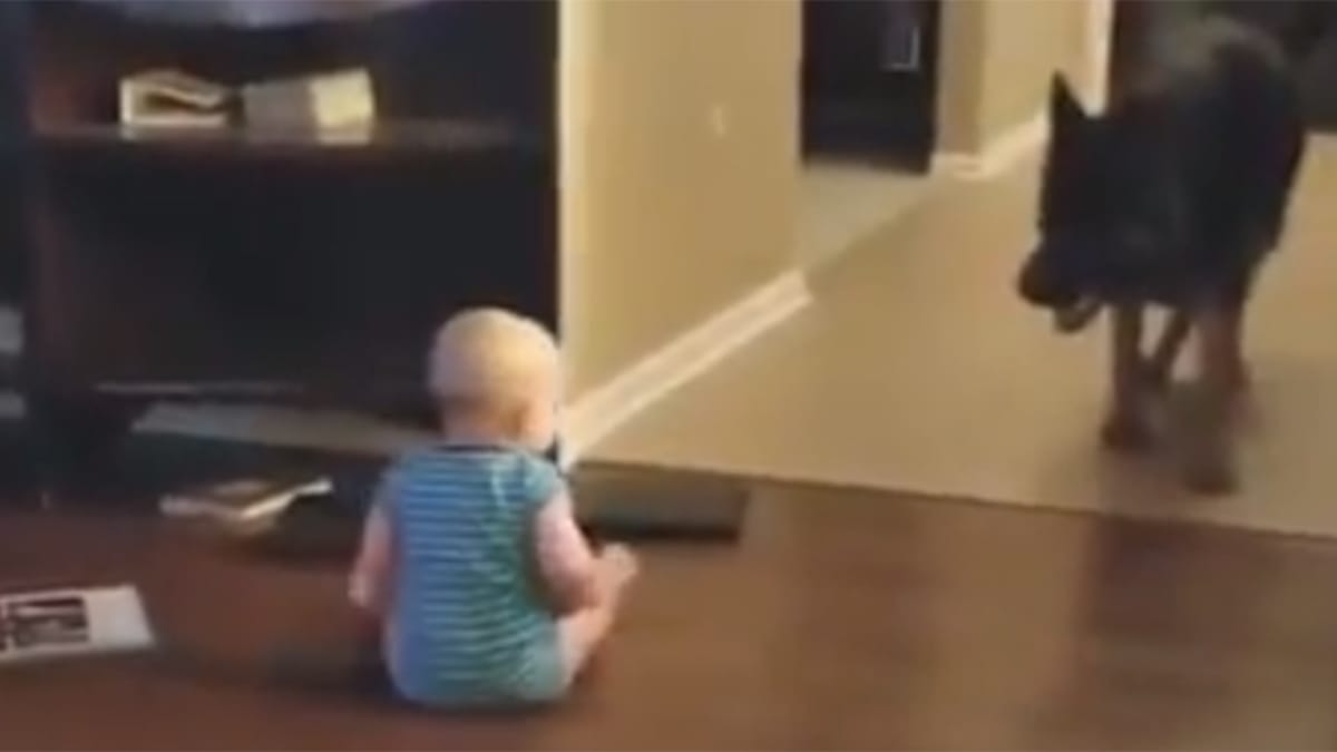 Bimbo vuole giocare, il Pastore Tedesco "risponde"!