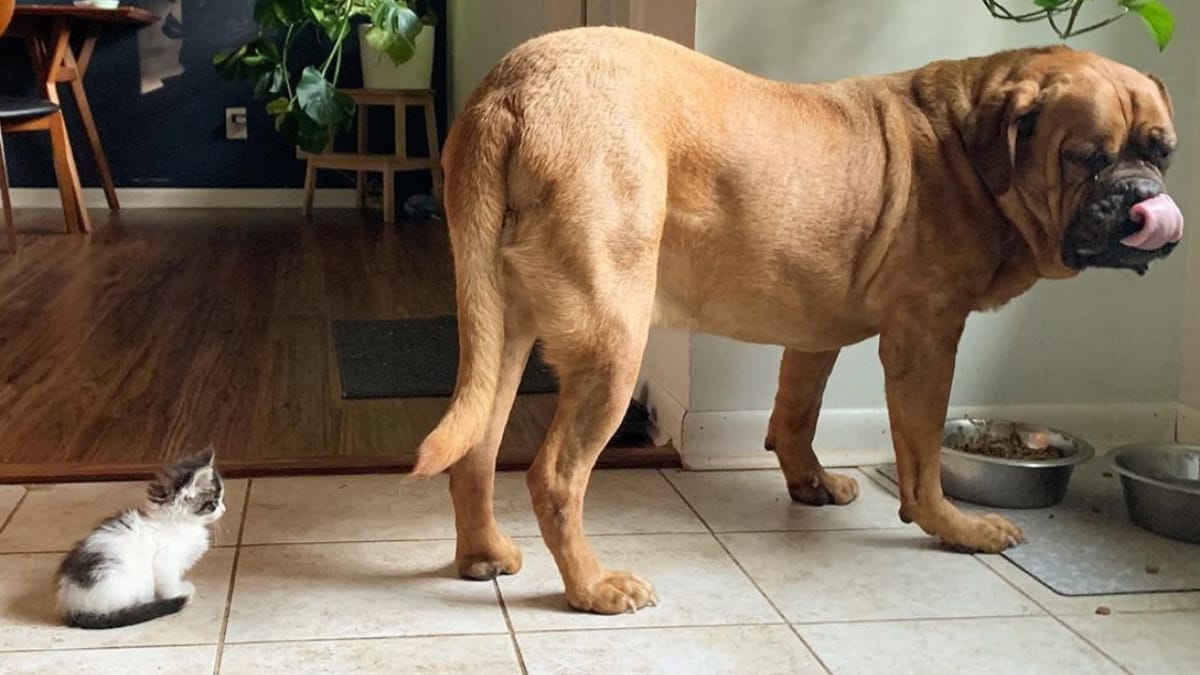 Gattina si lancia su un Dogo di 60kg e lo abbatte...con un'arma vincente!