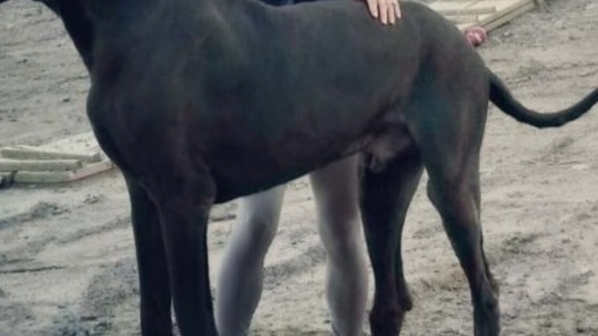 Sembra un pony, ma avvicinandosi scopre la verità!