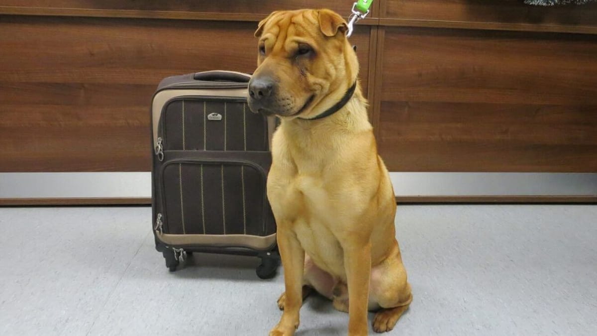 Video. Cane trovato legato alla stazione con la valigia: quello che trovano dentro spezza i cuori