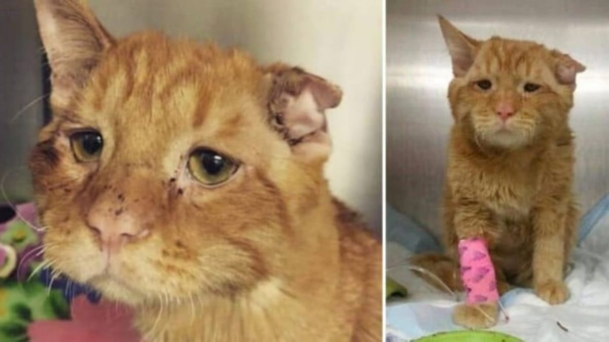 Il rifugio vuole sopprimere il gatto, ma quando inizia l'iniezione i veterinari devono fermare tutto