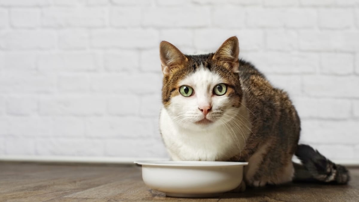 How do you get an older cat to eat?