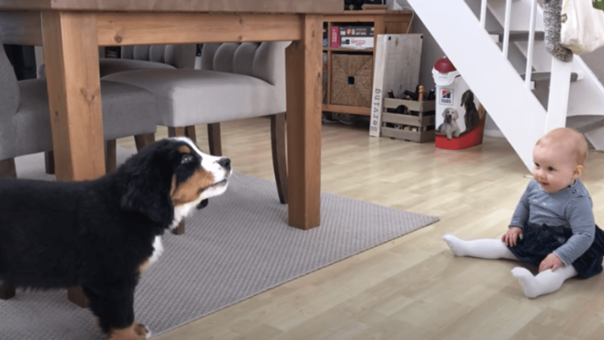 La reazione del bimbo all'abbaiare del bovaro del Bernese fa venire le lacrime agli occhi di tutti