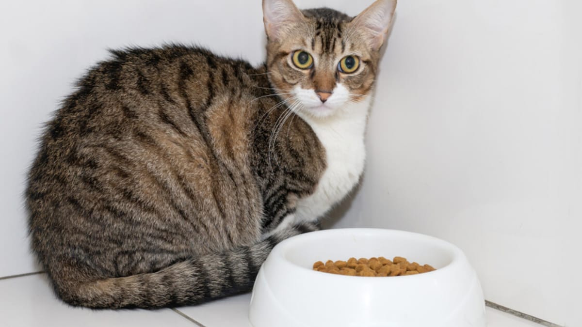 Cat anorexia why is my cat not eating?