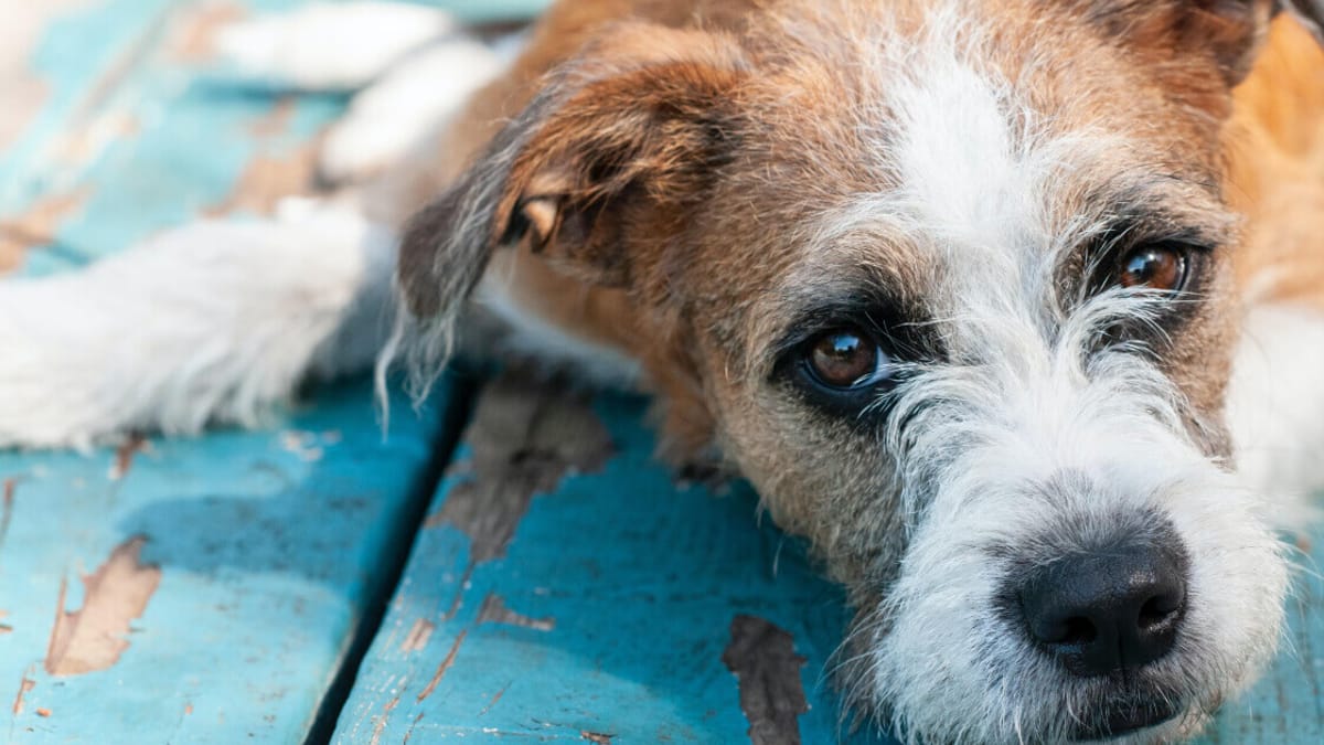 Demenza senile nel cane come accudirlo?