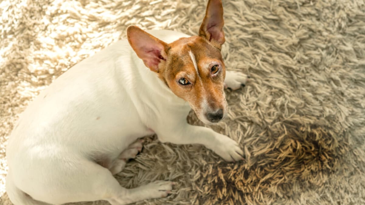 Why is my dog having accidents in the house all of a sudden?