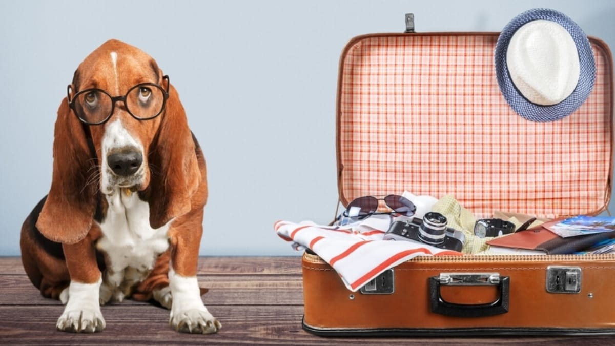 Top pet-friendly airlines for international pet transport