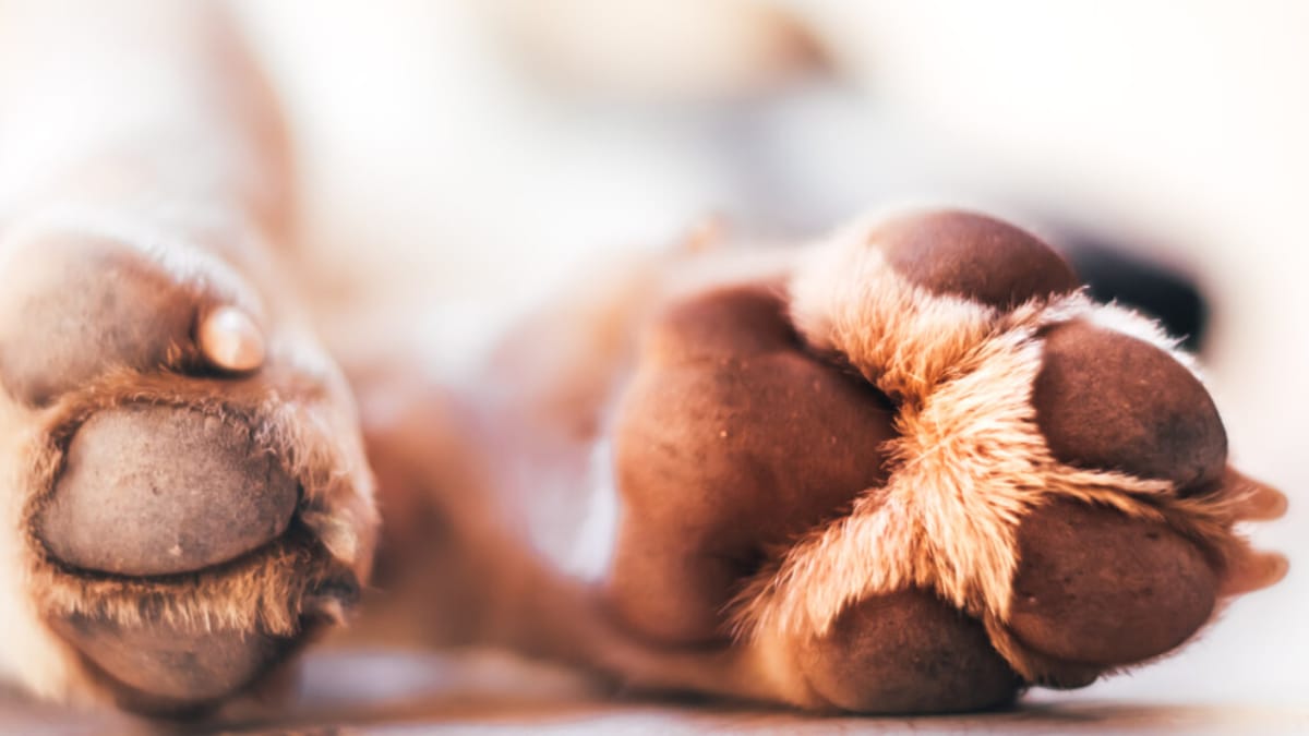 Home Remedies To Help Soothe Your Dog's Itchy Paws PetHelpful atelieryuwa.ciao.jp