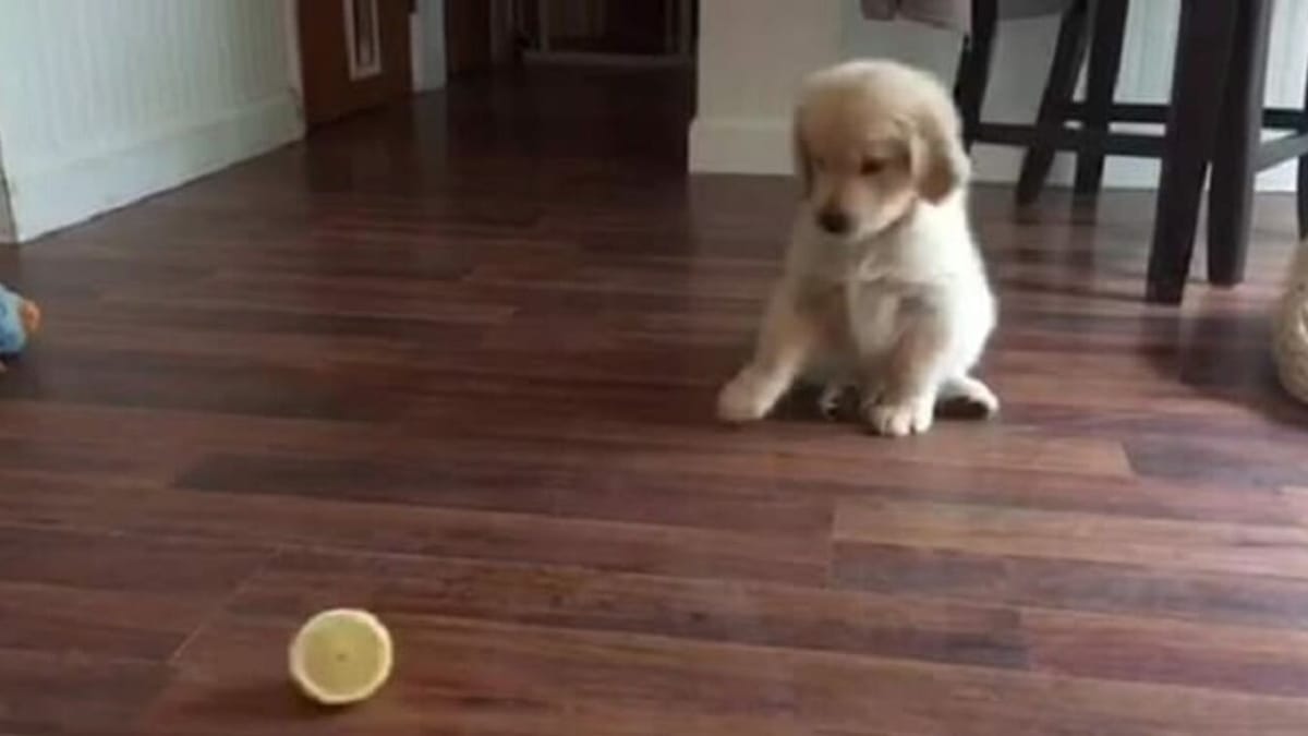Golden Retriever impazzisce alla vista di un limone: la scena è esilarante! Il video