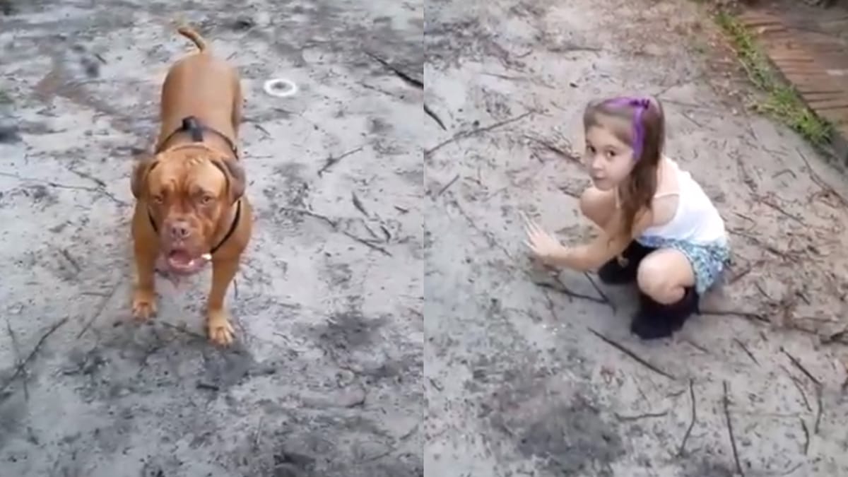 Video. Mastino francese protegge una bambina dall'attacco di un uomo