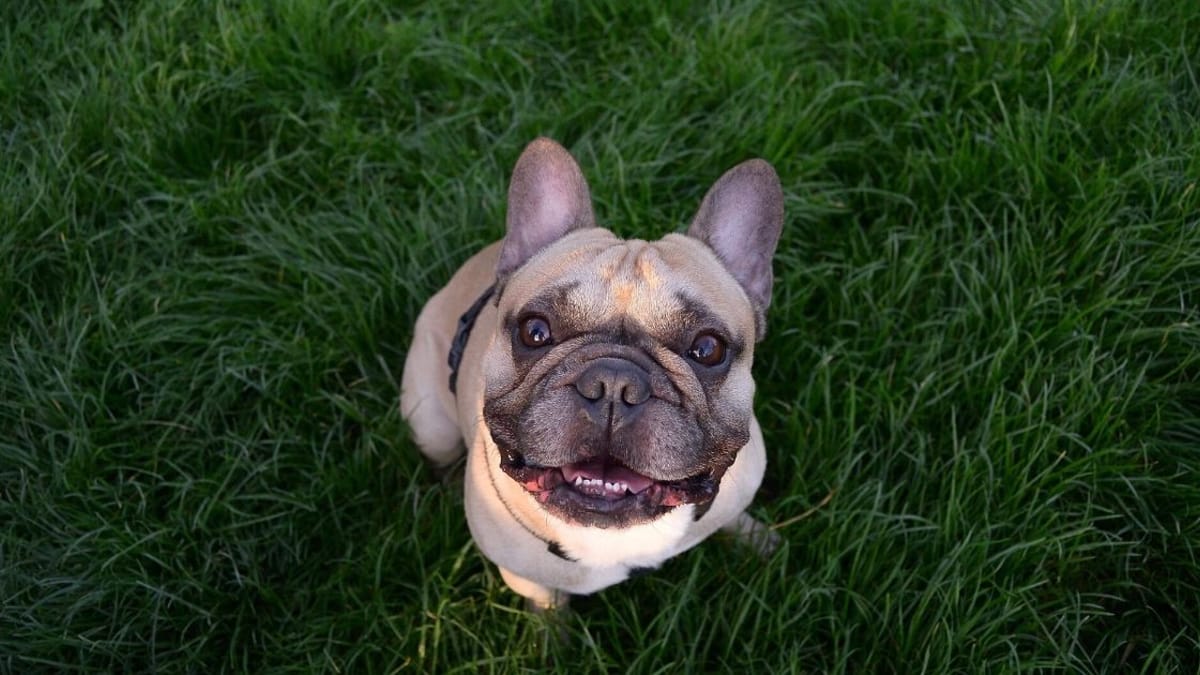 Why do French Bulldogs make such weird sounds?