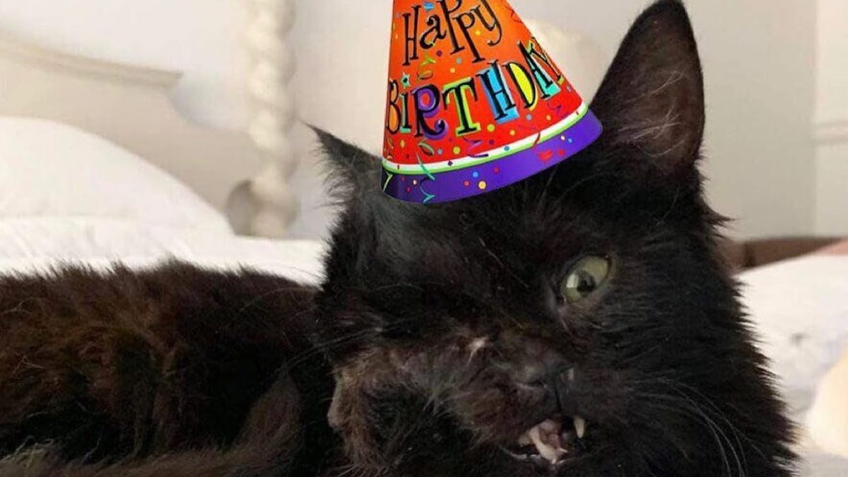 L'inaspettato record di Duo, il gatto con due facce