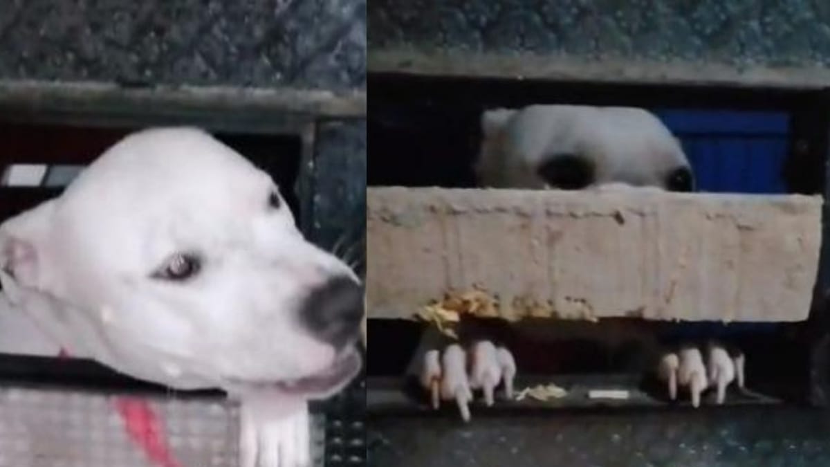 Video. Pitbull furbo riesce ad aprire le porte e invita gli amici!