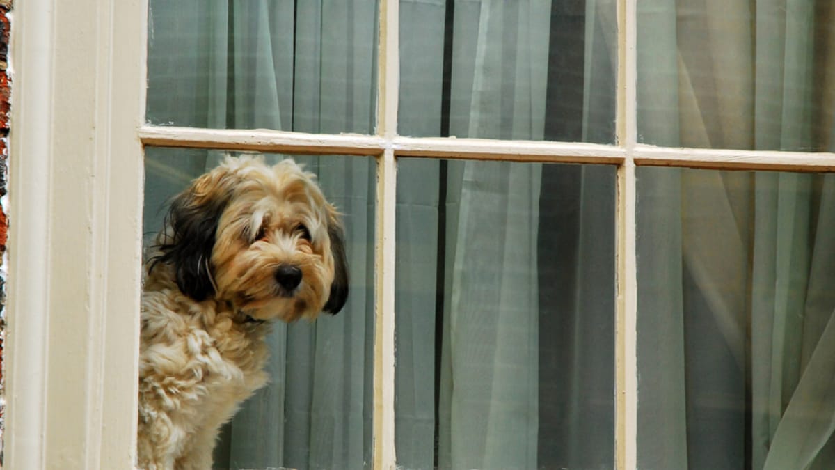 How long can you leave a dog alone?