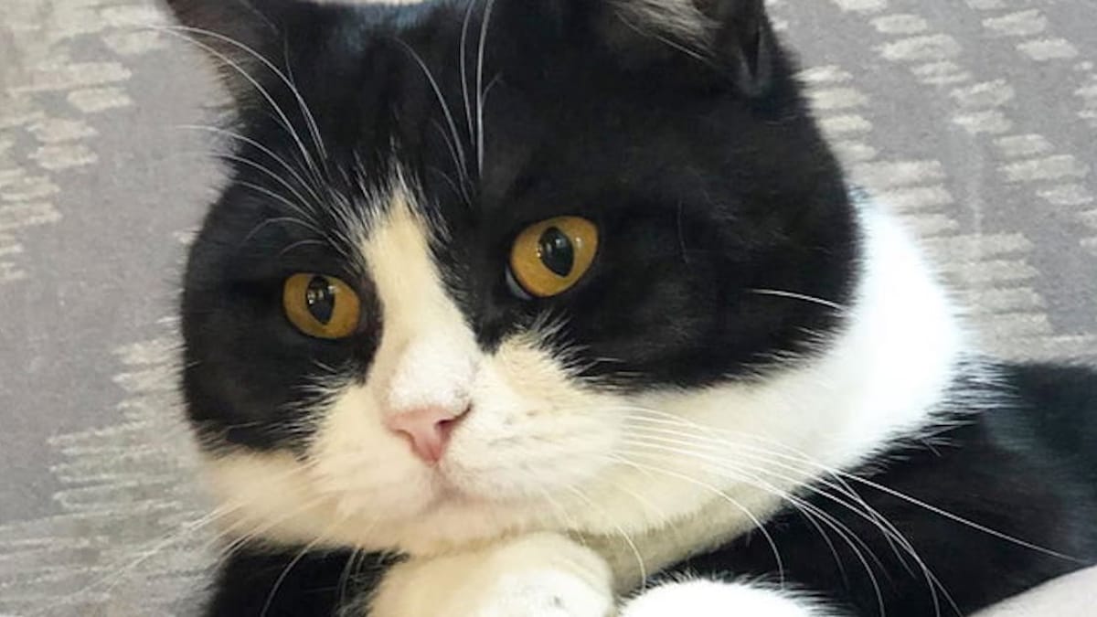 Manchester, il gatto con le zampe