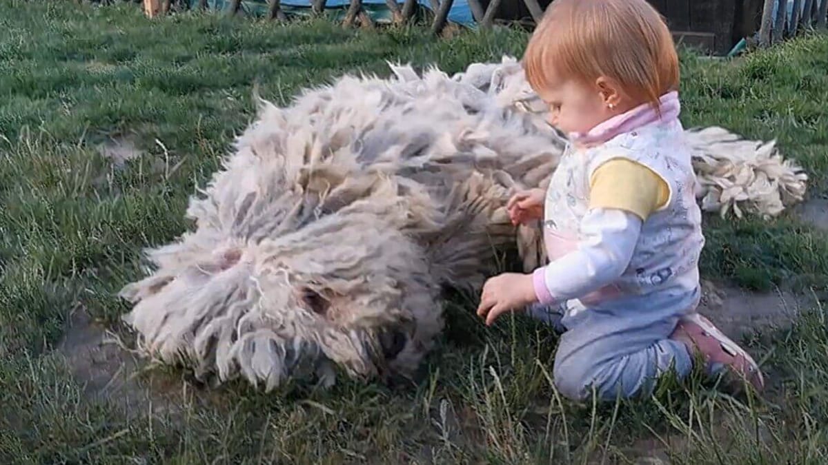 Video. Il bambino inizia a giocare con un Komondor: la reazione del cane lascia tutti sbalorditi