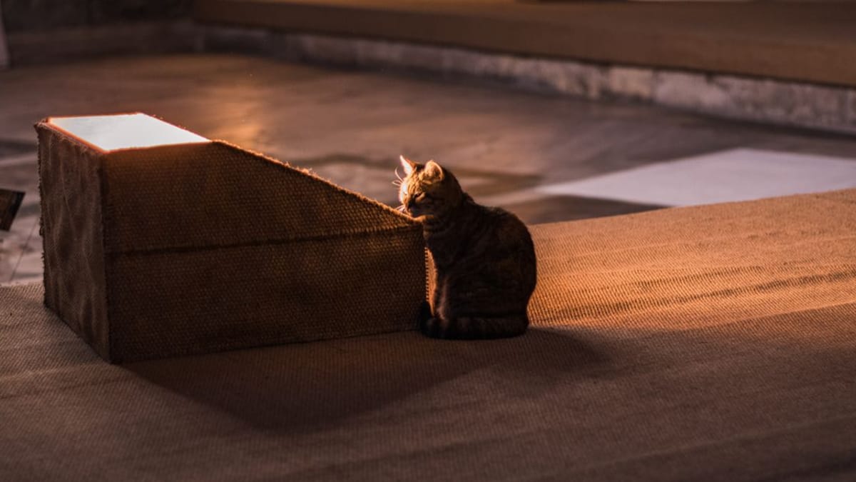 Video. Il padrone muore e il suo gattino rosso fa qualcosa di davvero speciale