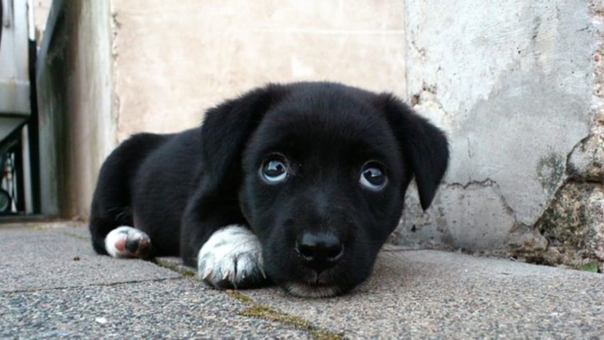 Comprano un cucciolo su Internet: poche ore dopo, l'incubo
