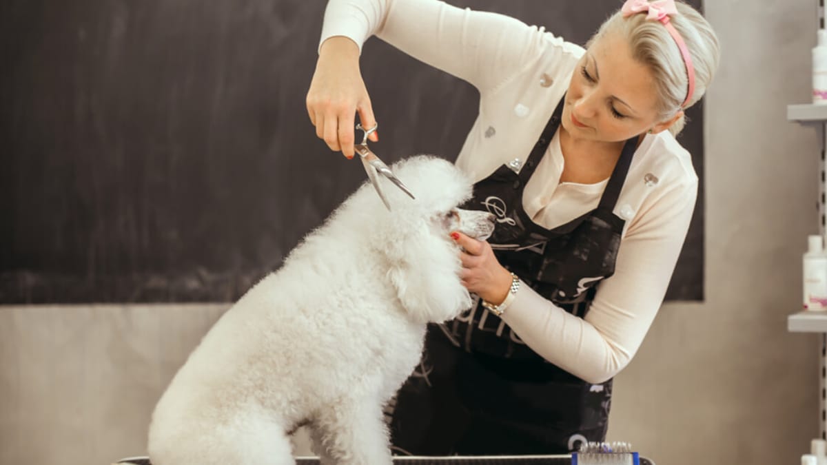 Are dog groomers open during lockdown?