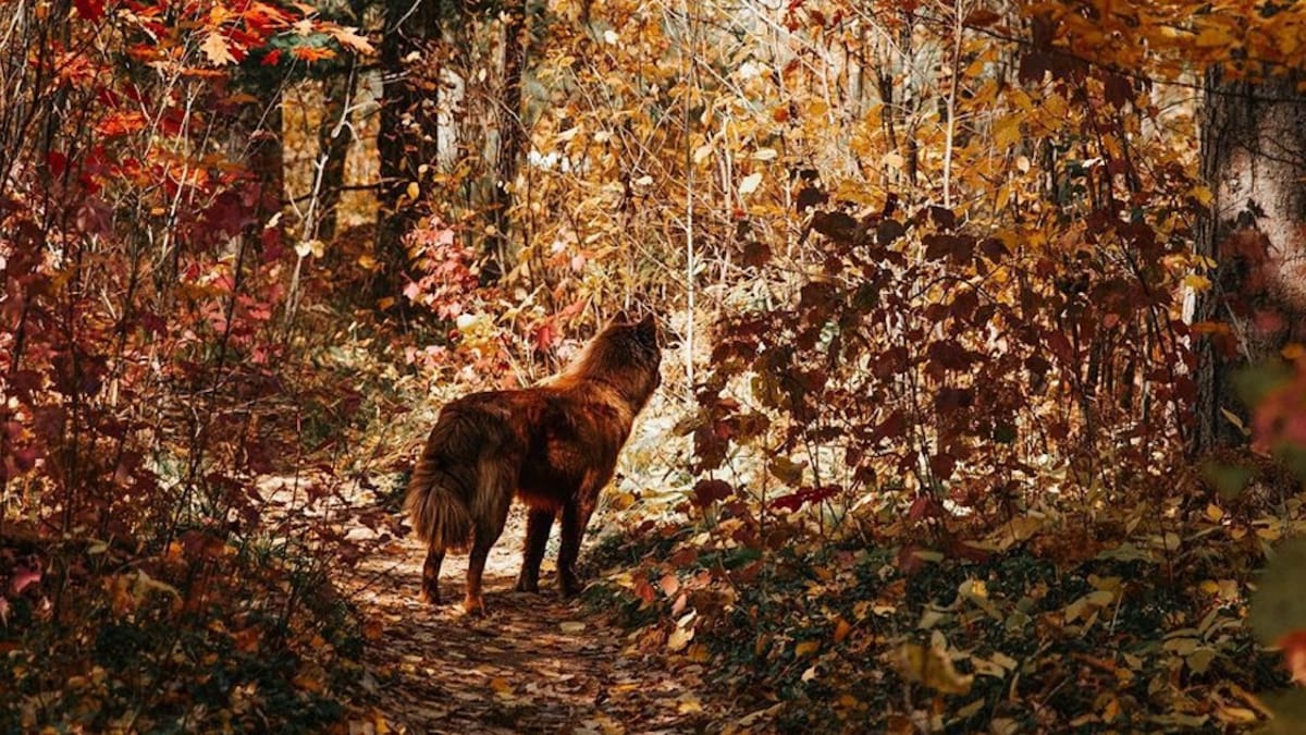 SeQuoi, il rarissimo Siberian Husky è uno dei cani più belli del mondo