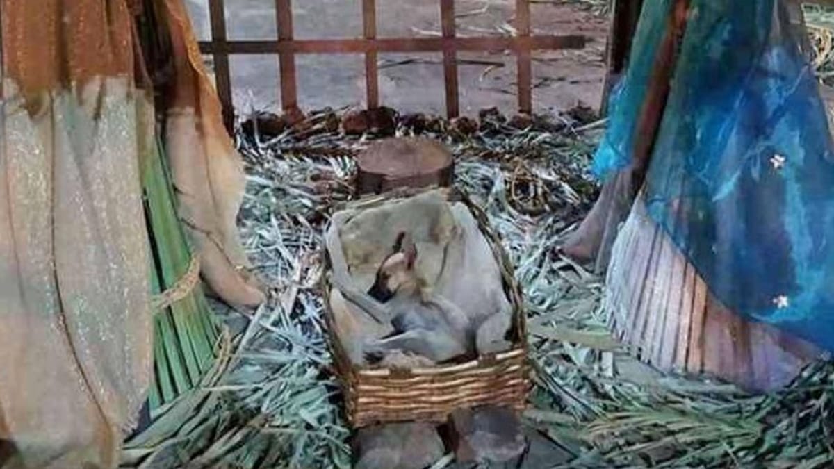 Un cucciolo si rifugia nel presepe per un triste motivo: poco dopo avviene la magia di Natale