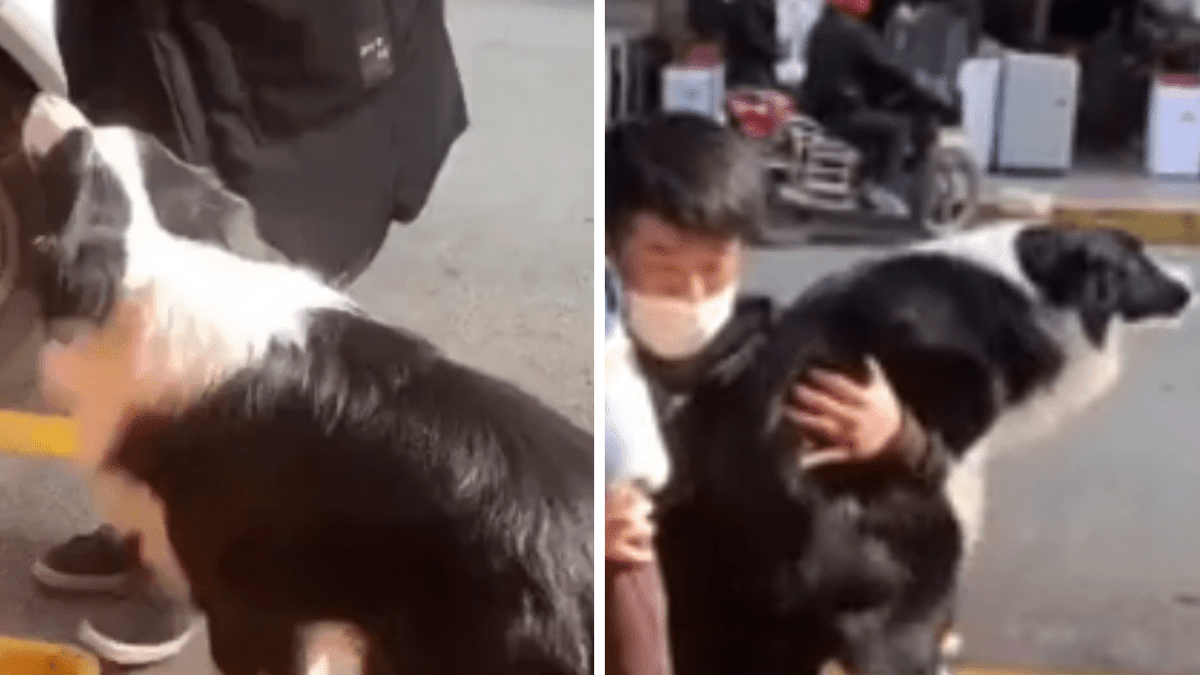 Video. Cane super geloso fa ridere mezzo mondo chiedendo attenzione!